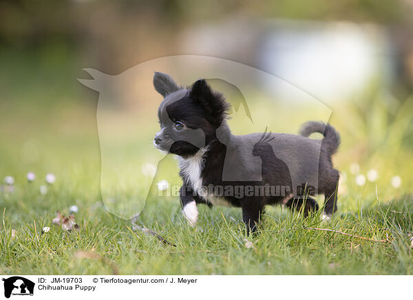Chihuahua Puppy / JM-19703