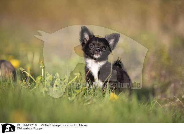 Chihuahua Puppy / JM-19710