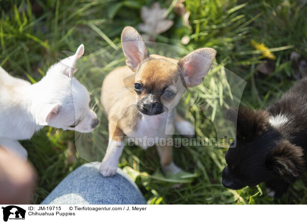 Chihuahua Welpen / Chihuahua Puppies / JM-19715
