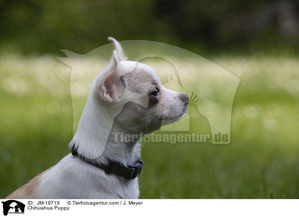 Chihuahua Puppy / JM-19719