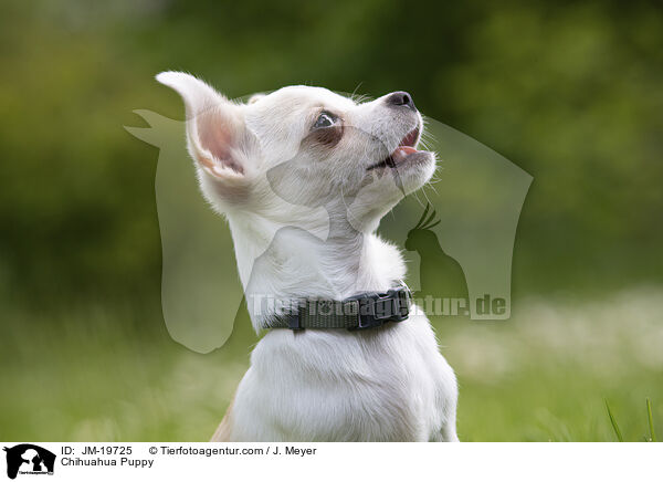 Chihuahua Puppy / JM-19725
