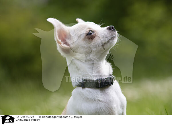 Chihuahua Puppy / JM-19726
