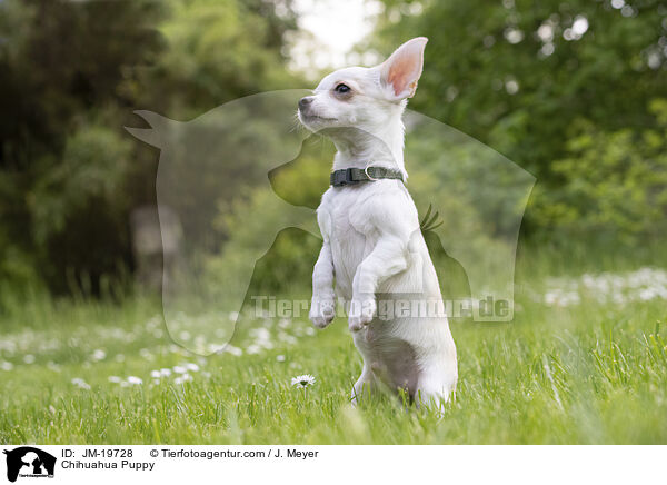 Chihuahua Puppy / JM-19728