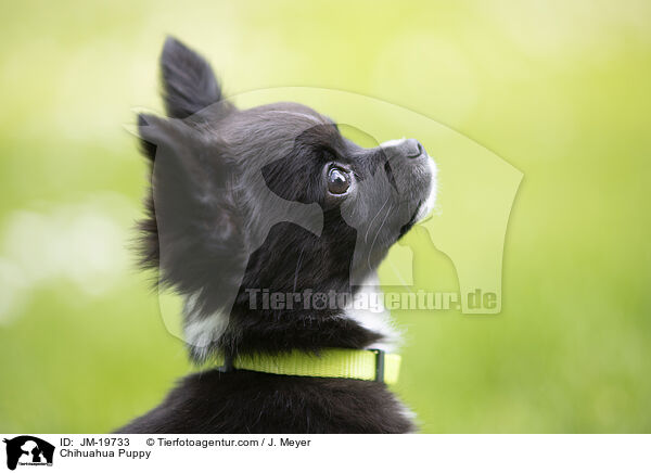 Chihuahua Puppy / JM-19733
