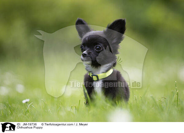 Chihuahua Puppy / JM-19736