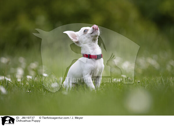 Chihuahua Puppy / JM-19737