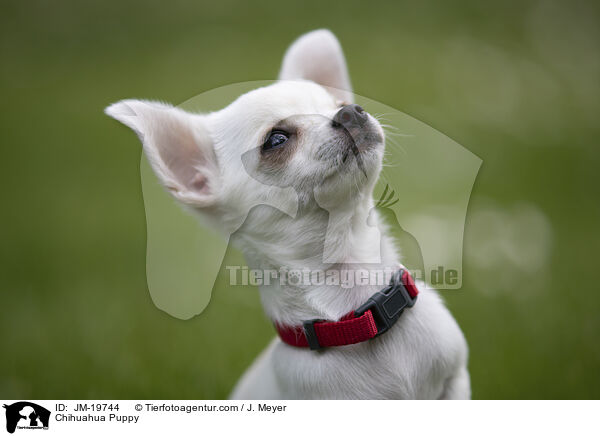 Chihuahua Welpe / Chihuahua Puppy / JM-19744