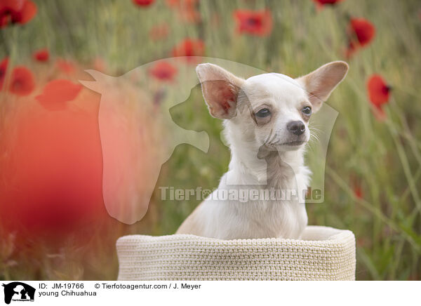 junger Chihuahua / young Chihuahua / JM-19766