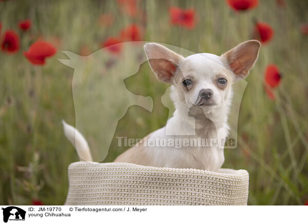 young Chihuahua / JM-19770