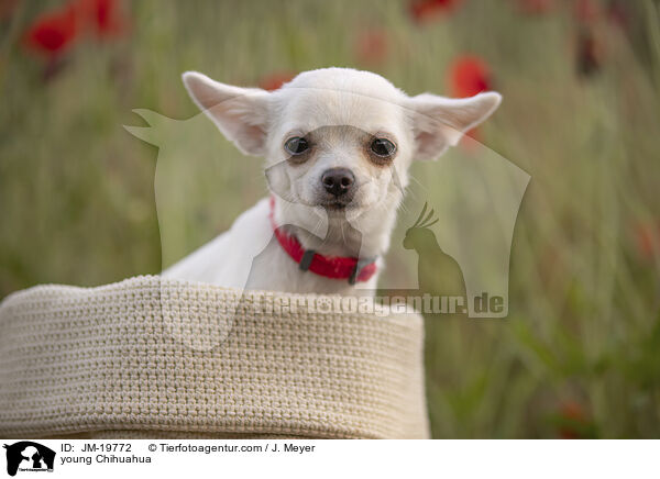 junger Chihuahua / young Chihuahua / JM-19772