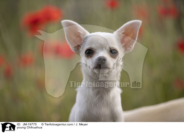 young Chihuahua / JM-19775