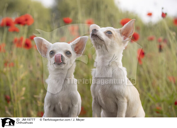 Chihuahuas / JM-19777