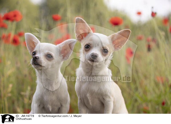 Chihuahuas / Chihuahuas / JM-19778