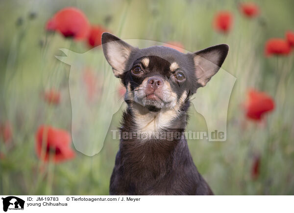 junger Chihuahua / young Chihuahua / JM-19783