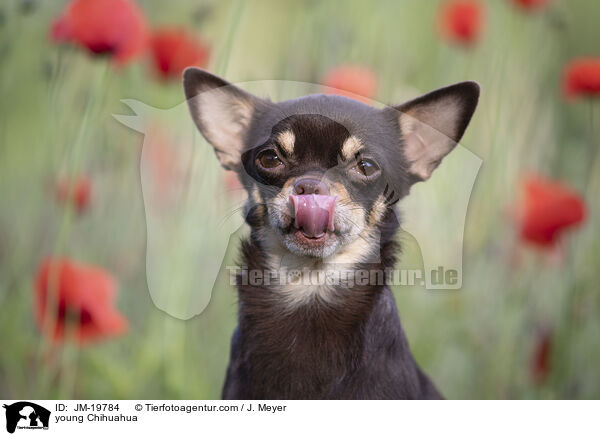 young Chihuahua / JM-19784