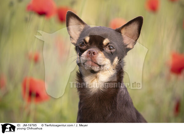 young Chihuahua / JM-19785