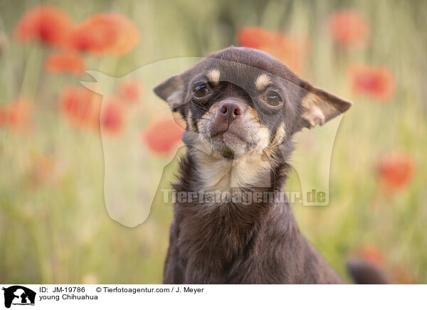young Chihuahua / JM-19786