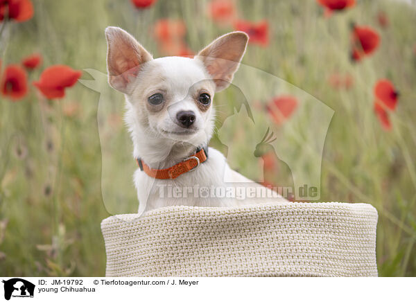 junger Chihuahua / young Chihuahua / JM-19792