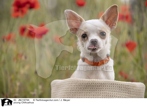 young Chihuahua / JM-19794