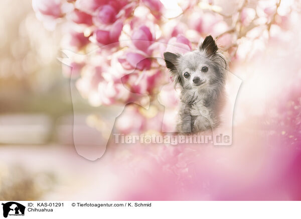 Chihuahua / KAS-01291
