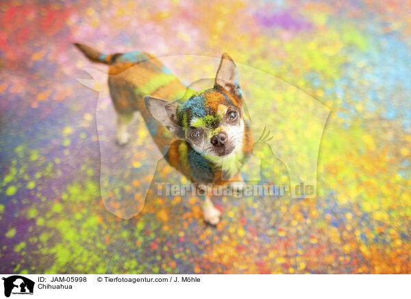 Chihuahua / Chihuahua / JAM-05998