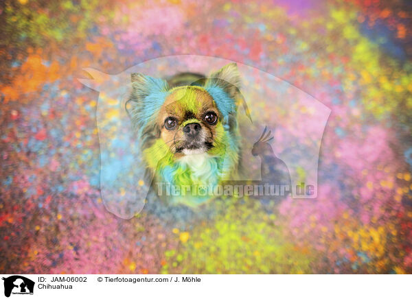 Chihuahua / Chihuahua / JAM-06002