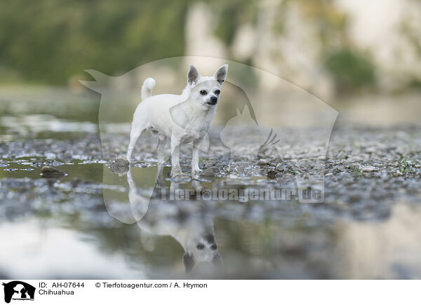 Chihuahua / AH-07644