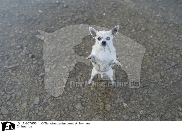 Chihuahua / Chihuahua / AH-07650
