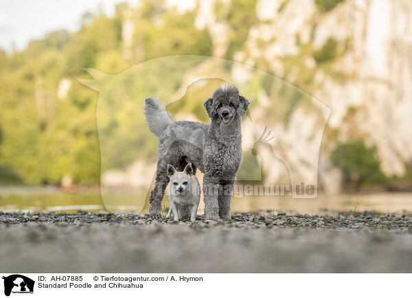 Kleinpudel und Chihuahua / Standard Poodle and Chihuahua / AH-07885