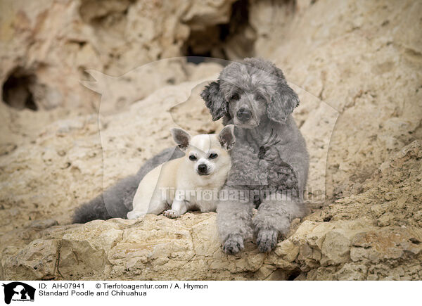 Kleinpudel und Chihuahua / Standard Poodle and Chihuahua / AH-07941