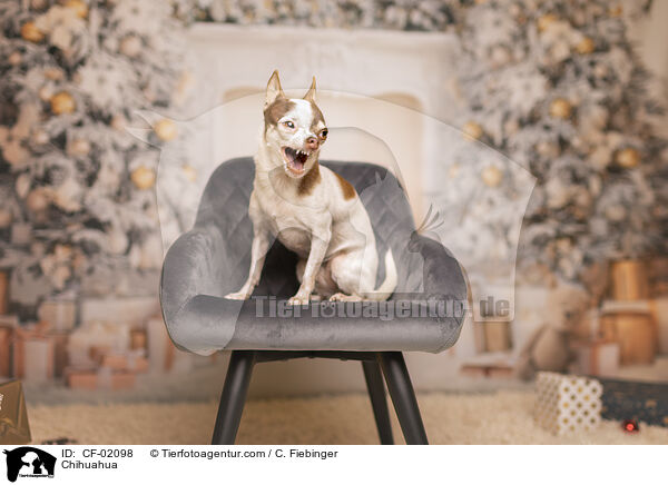Chihuahua / CF-02098