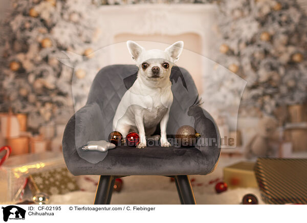 Chihuahua / Chihuahua / CF-02195