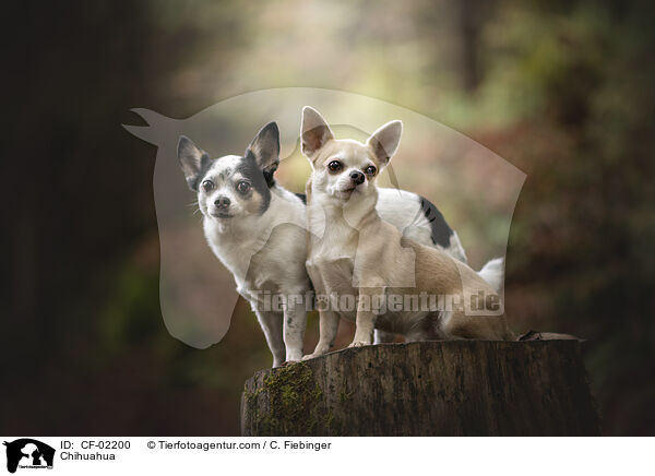 Chihuahua / CF-02200