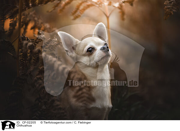 Chihuahua / CF-02205