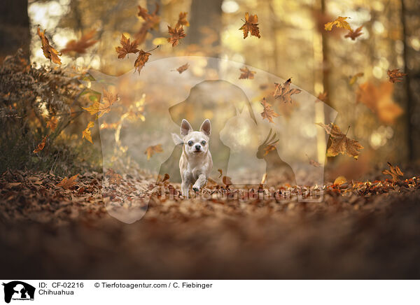 Chihuahua / Chihuahua / CF-02216