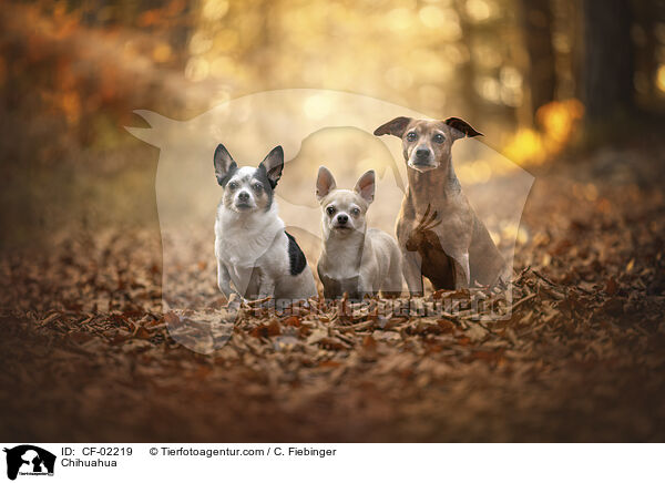 Chihuahua / CF-02219
