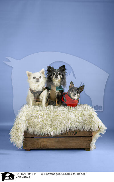 Chihuahua / Chihuahua / MAH-04341
