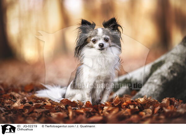 Chihuahua / JQ-02219