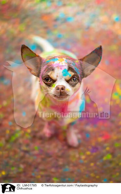 Chihuahua / Chihuahua / LM-01785