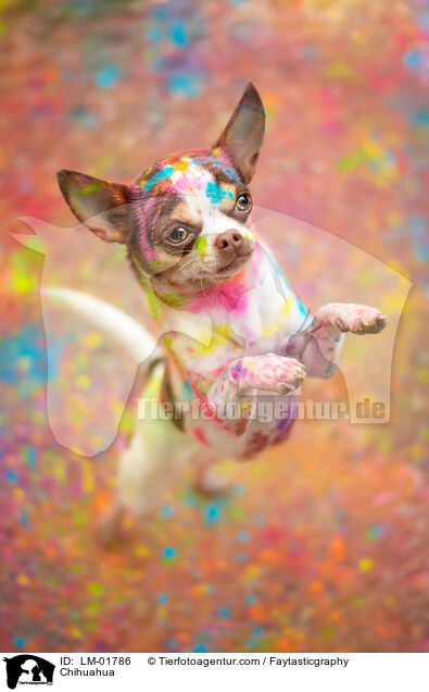 Chihuahua / Chihuahua / LM-01786