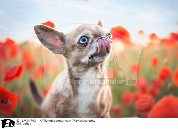Chihuahua / Chihuahua / LM-01793