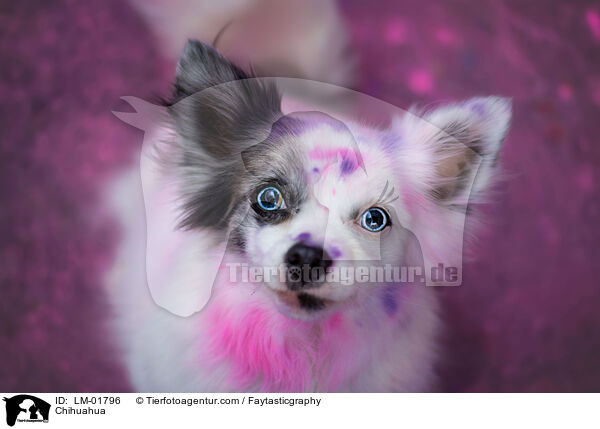 Chihuahua / Chihuahua / LM-01796