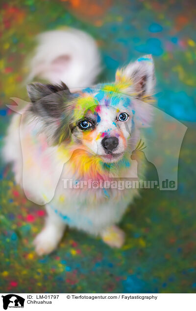 Chihuahua / Chihuahua / LM-01797