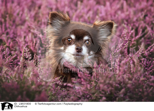 Chihuahua / Chihuahua / LM-01800
