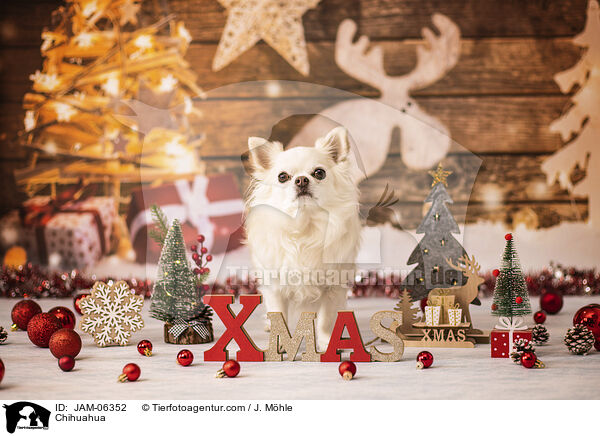 Chihuahua / Chihuahua / JAM-06352