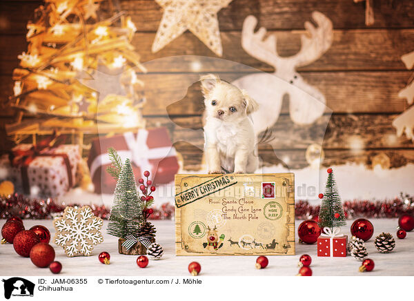 Chihuahua / Chihuahua / JAM-06355
