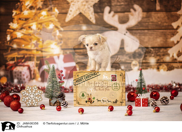 Chihuahua / Chihuahua / JAM-06356