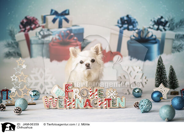 Chihuahua / Chihuahua / JAM-06359