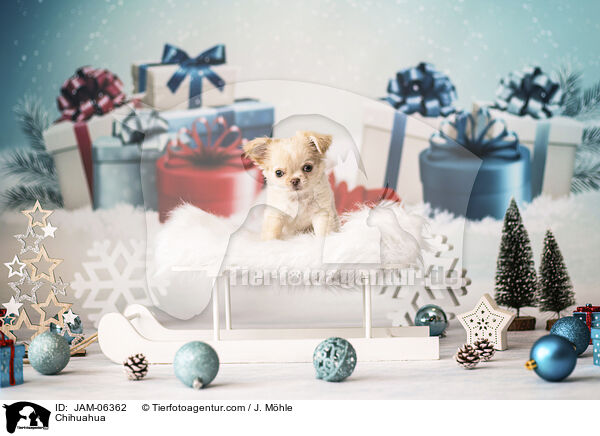 Chihuahua / Chihuahua / JAM-06362