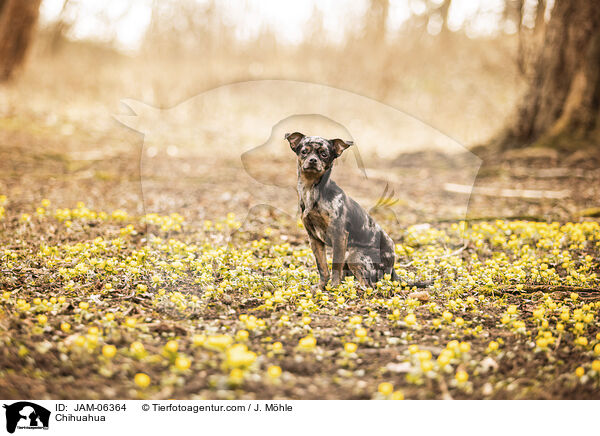 Chihuahua / Chihuahua / JAM-06364